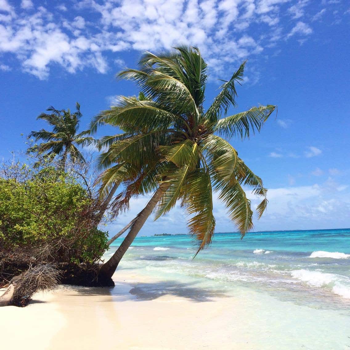 Palm tree, Coconut tree & The Coconut Fruit - Bliss Dhigurah