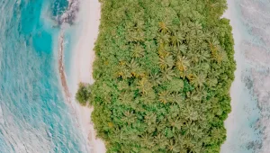 Dhigurah Palm Trees