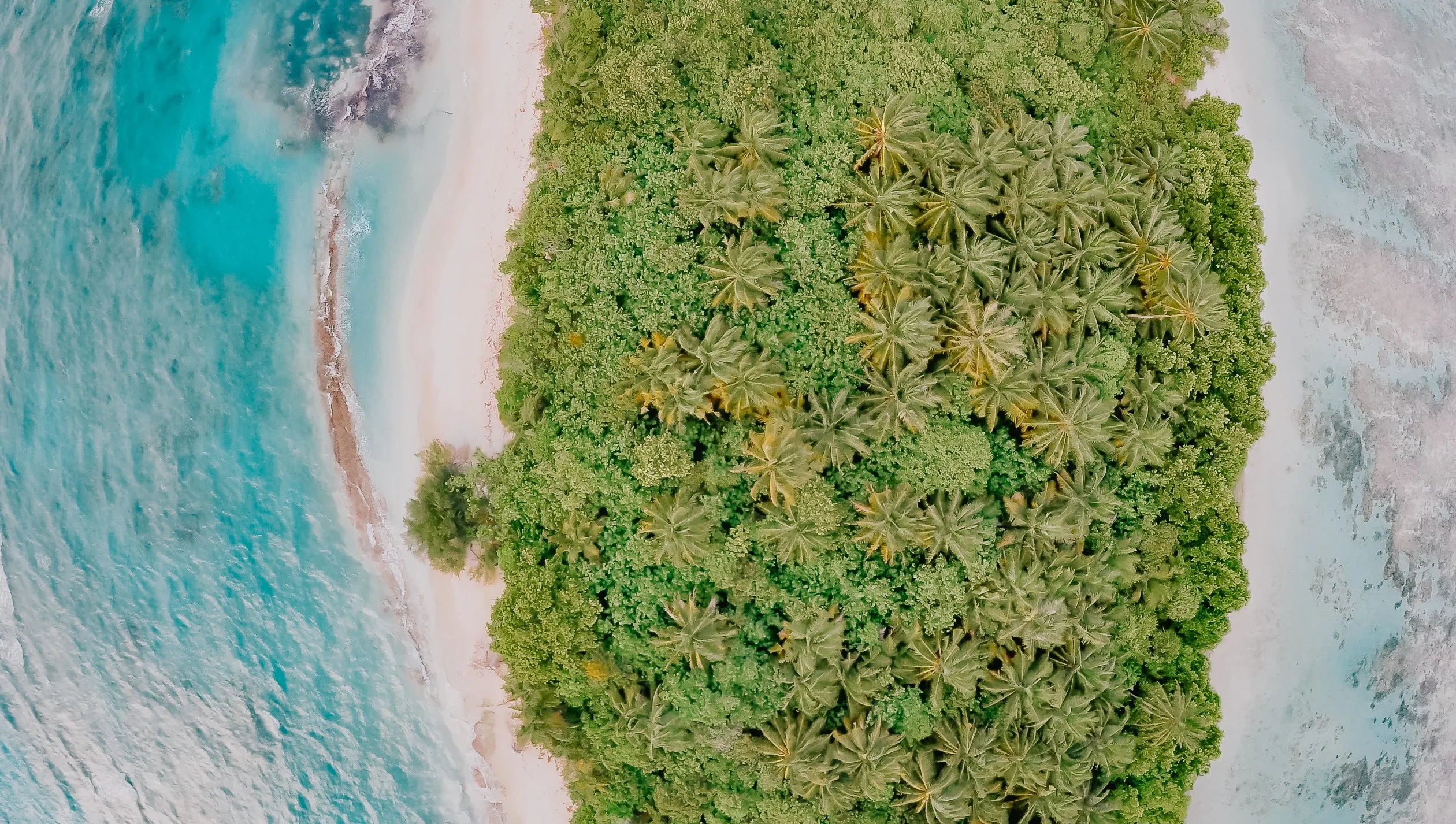 Dhigurah Palm Trees