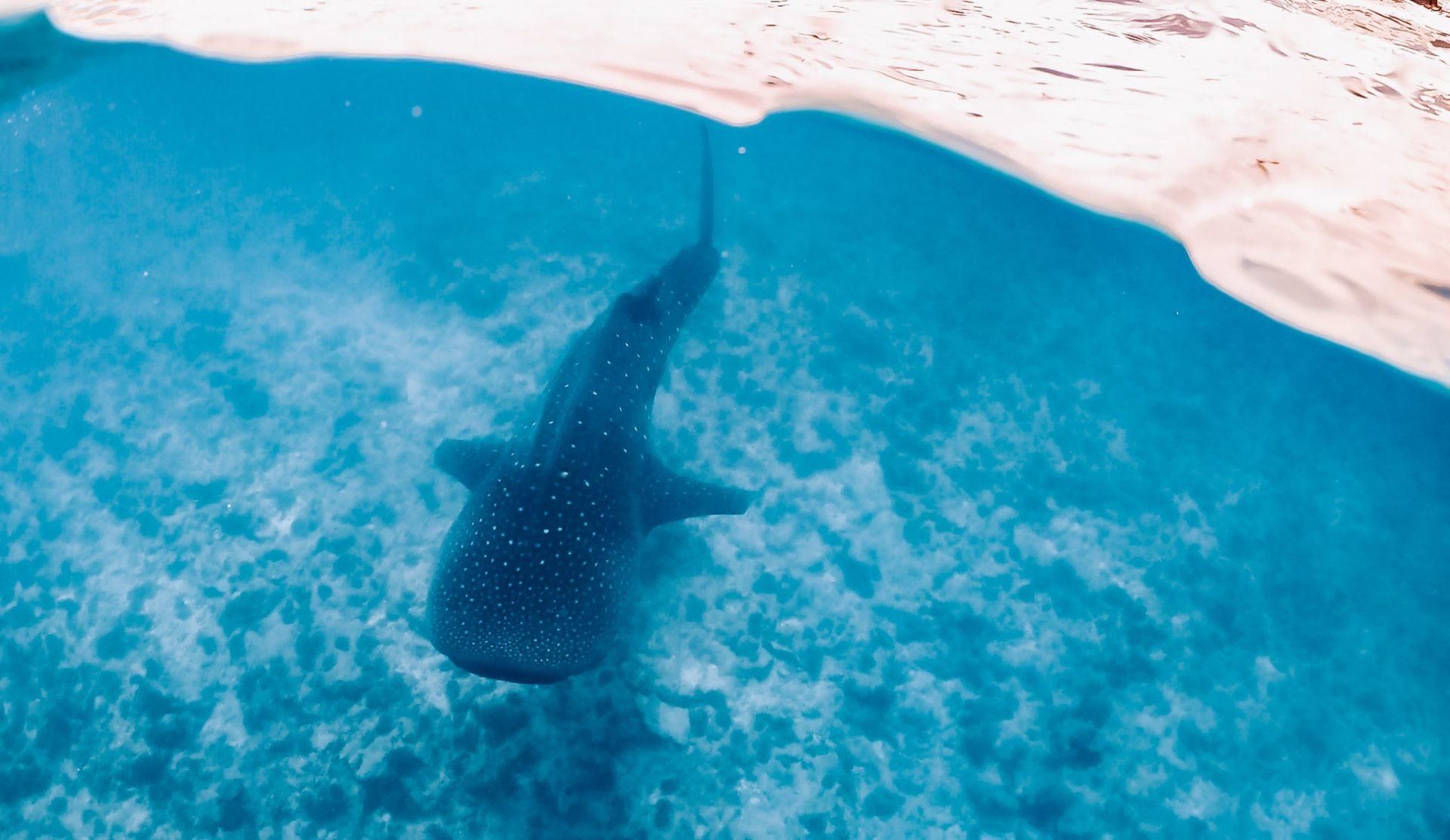 Whale shark swimming in the open water off Dhigurah in South Ari Atoll