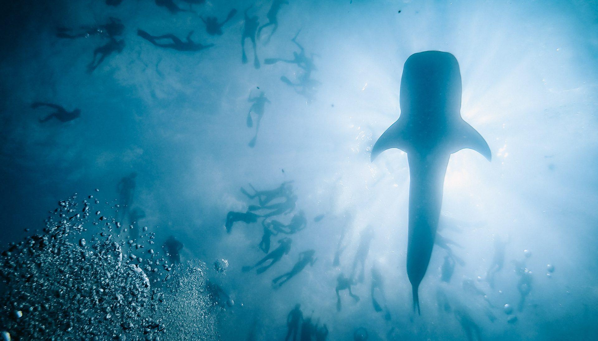 Whale shark silhouetted against the sun with snorkellers above, South Ari Atoll