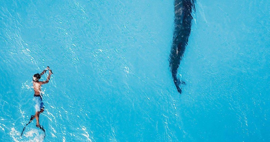 Aerial view of a single snorkeller swimming beside a whale shark off Dhigurah