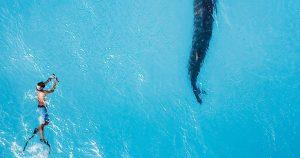 Aerial view of a single snorkeller swimming beside a whale shark off Dhigurah