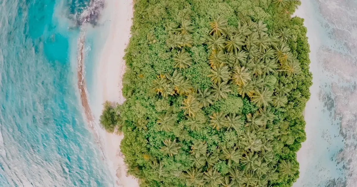 Dhigurah Palm Trees